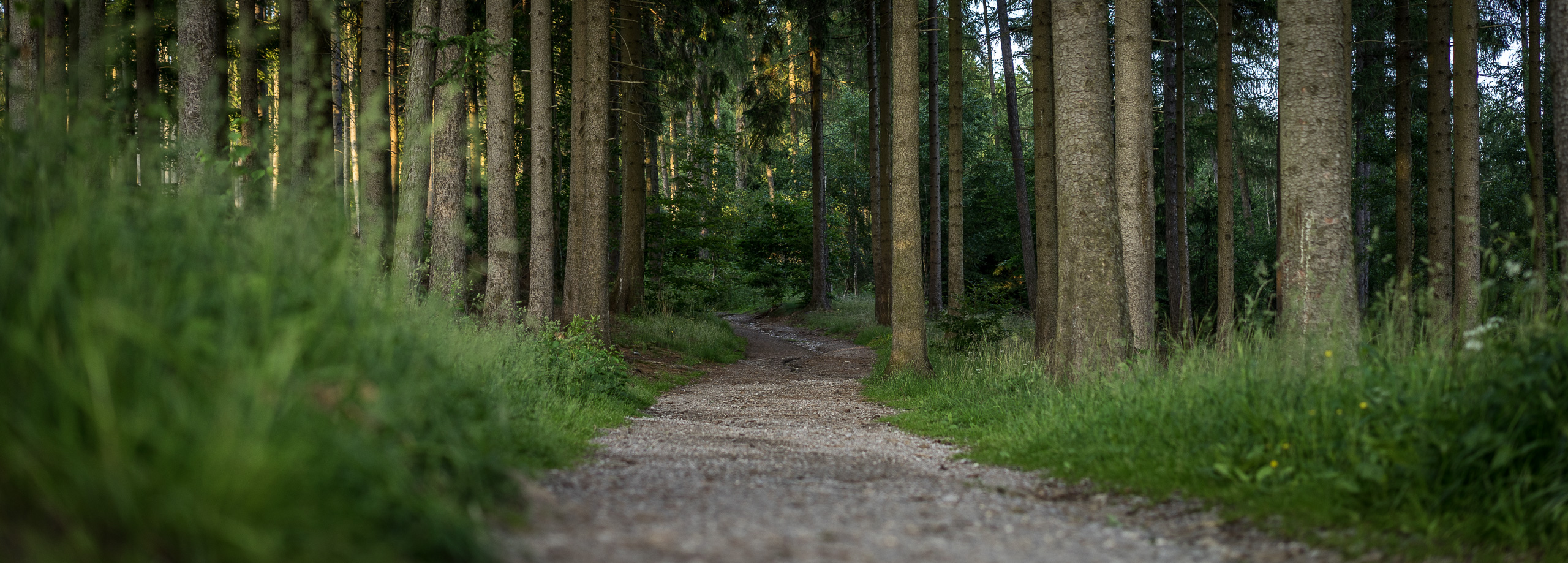 Waldweg im Grünen